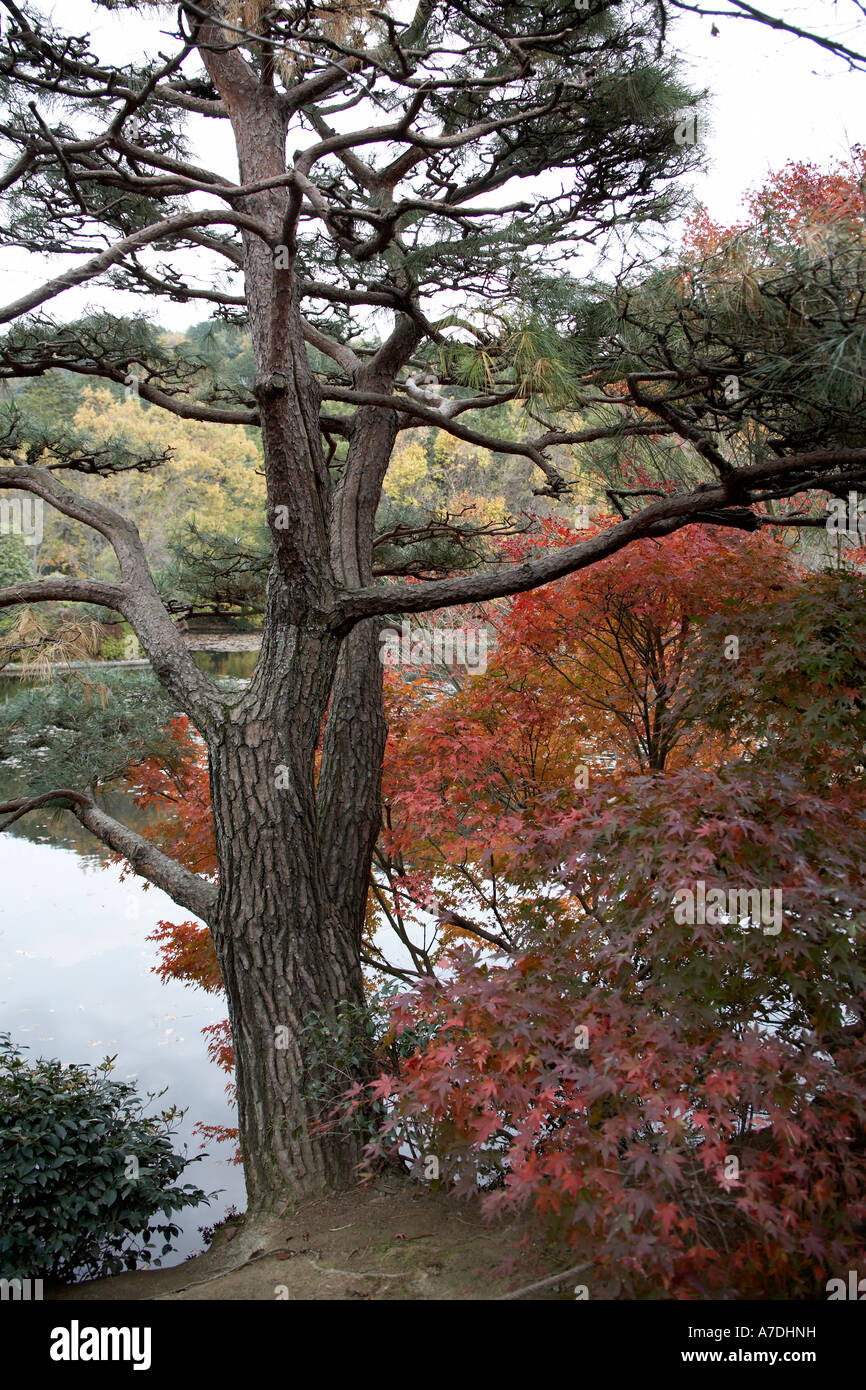 Rosso e oro di acero di autunno foglie di albero di pino e riflettendo nel lago in alternativa il Tempio Ryoanji città di Kyoto in Giappone Asia Foto Stock