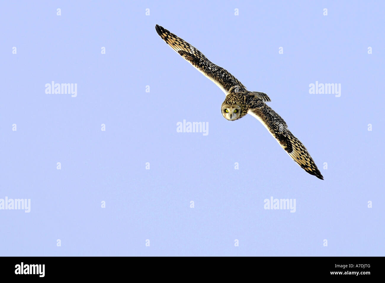 Sumpfohreule fliegend Sumpfohreule Short eared Owl asio flammeus europa europa Foto Stock