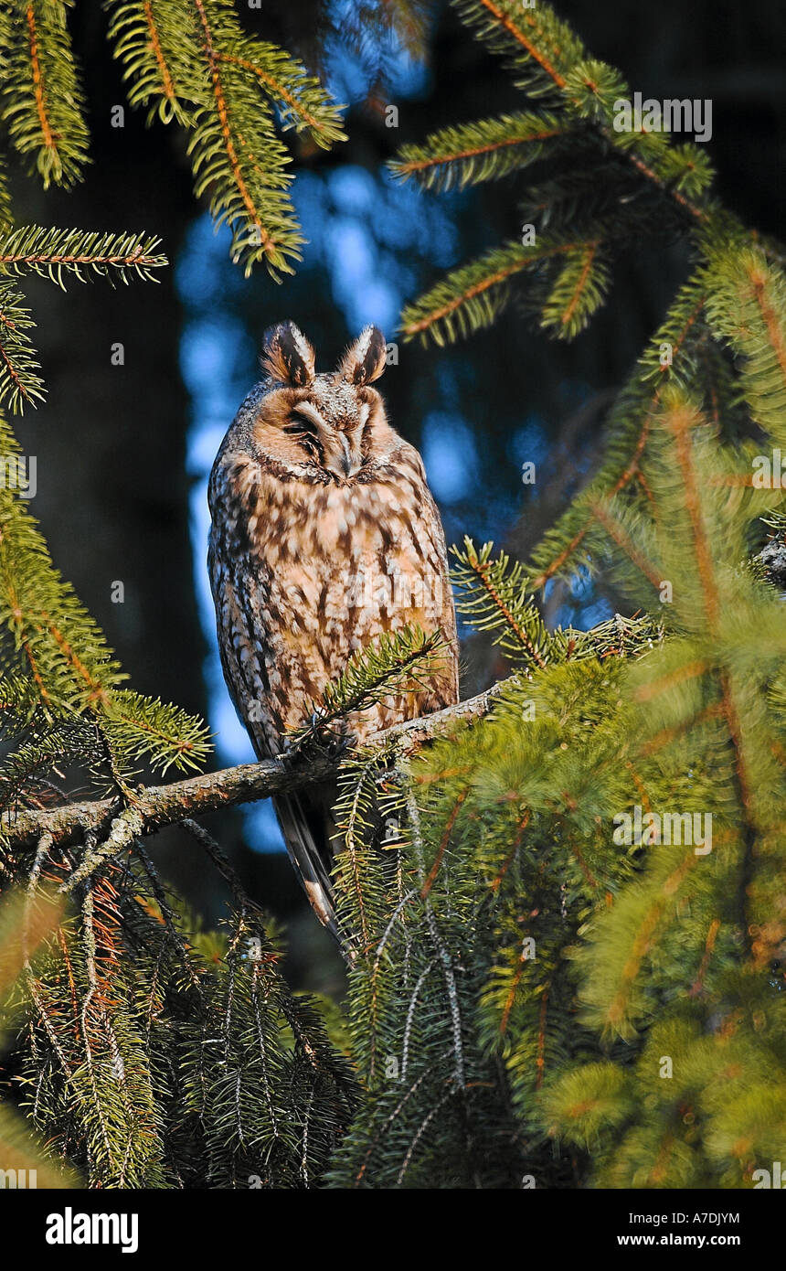 Long eared Owl Asio otus Waldohreule Europa Foto Stock