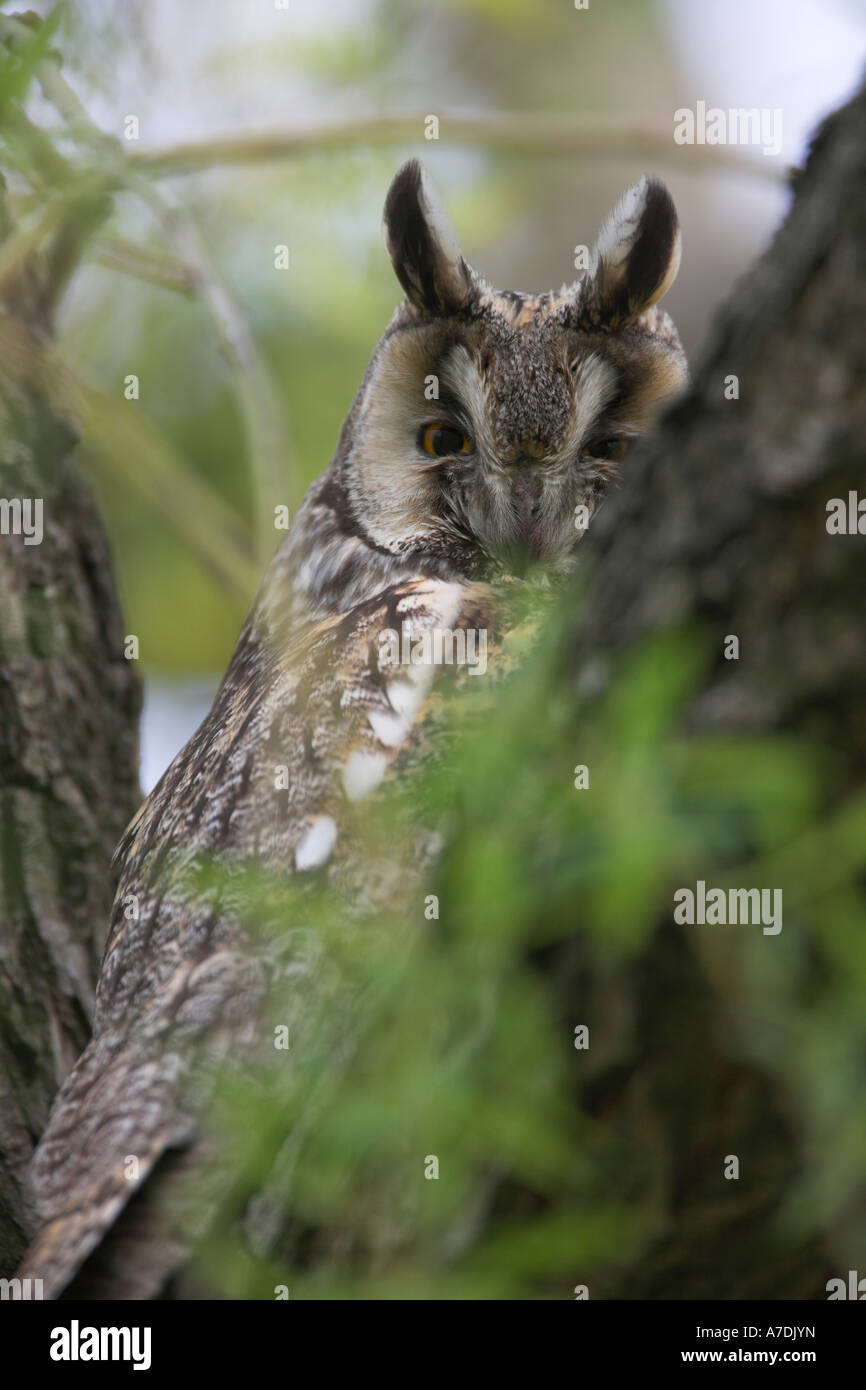 Long eared Owl Asio otus Waldohreule Europa Neusiedler See Burgenland Foto Stock