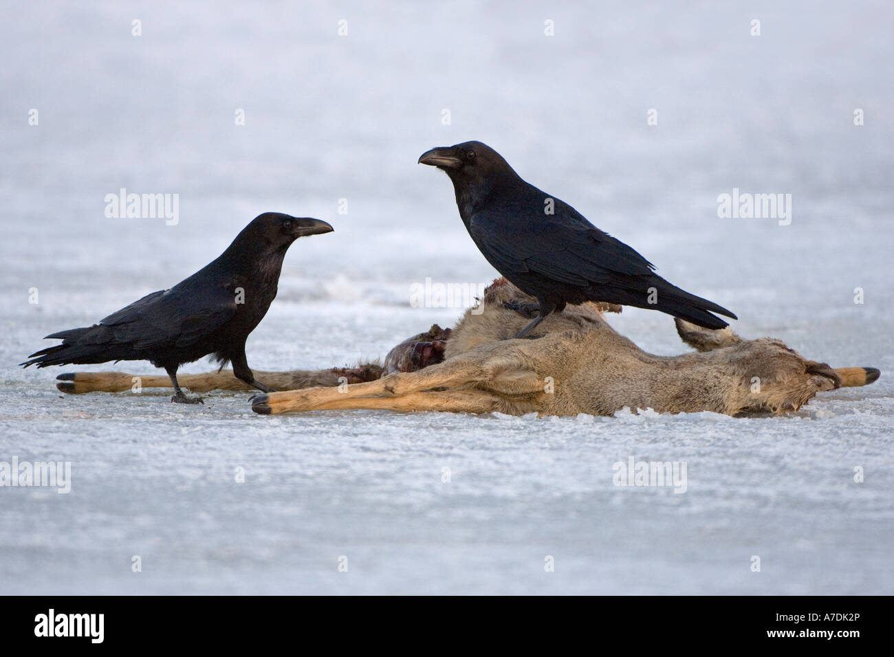 Kolkraben Corvus corax un einem Luder borse Reh Eis Nahrungserwerb Inverno Müritz Nationalpark Rabenvogel Foto Stock