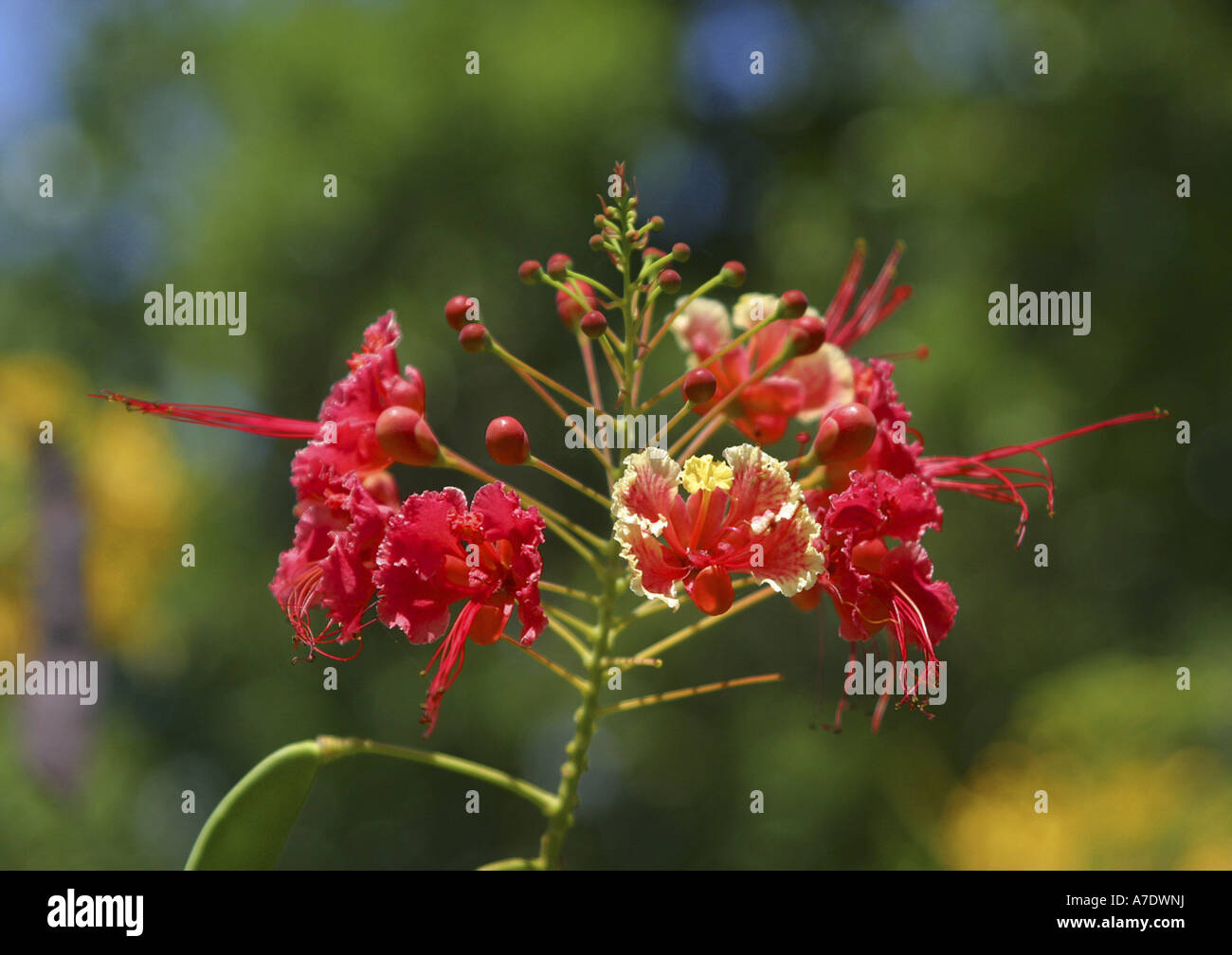 Peacock flower, Barbados orgoglio, poinciana nana, Barbados fiore-recinto, rosso degli uccelli del paradiso, rosso uccello del paradiso (Caesalpinia Foto Stock