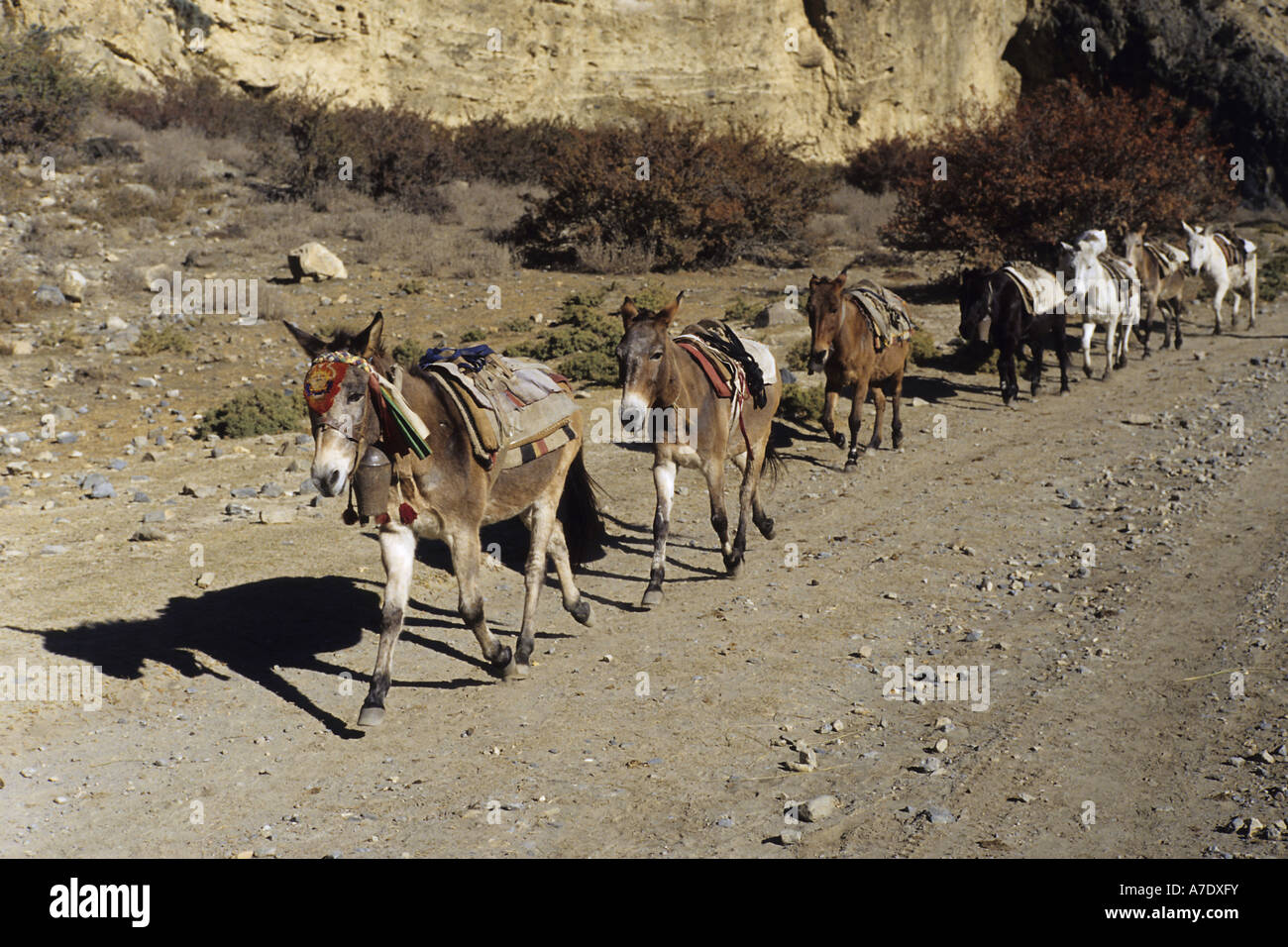 Kulan, khur, onagro, dziggetai (Equus hemionus), caravan, Nepal Foto Stock