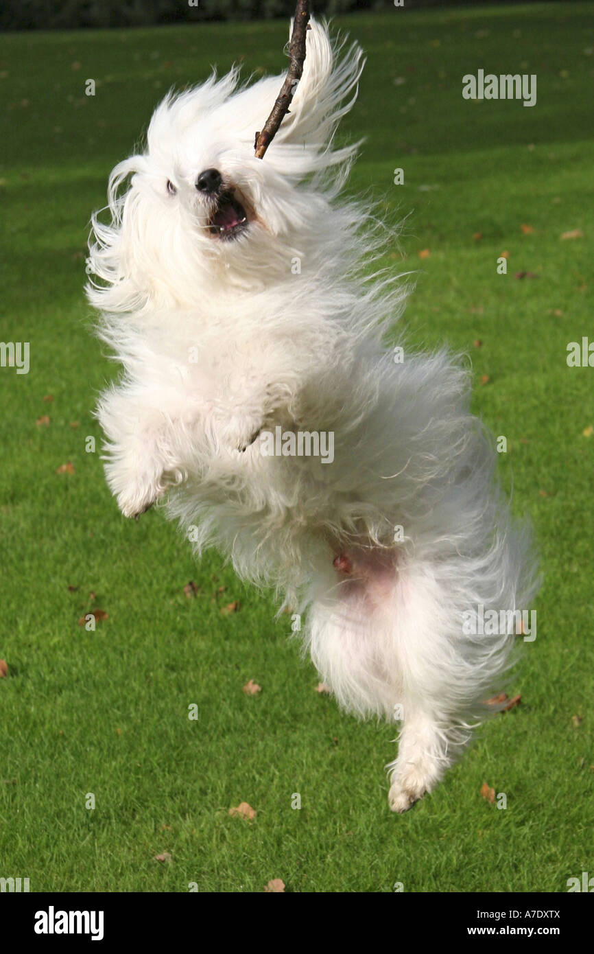 Coton de Tular (Canis lupus f. familiaris), la cattura di un personale, Germania Foto Stock