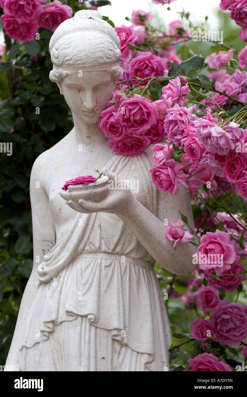 Rosa (Rosa spec.), Hebe statua nel giardino di rose Foto stock - Alamy