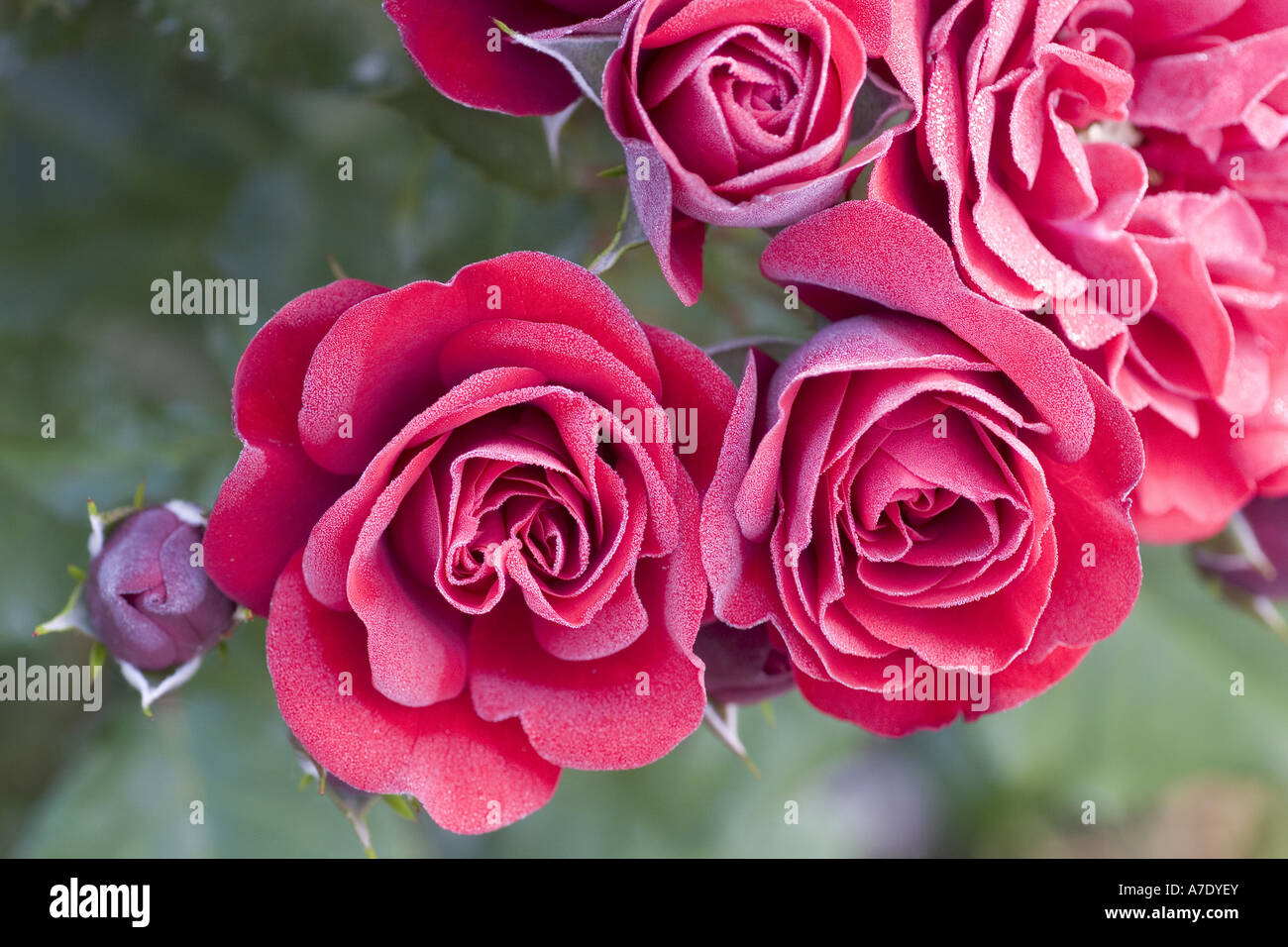 Rosa (Rosa "Lavaglut', Rosa Lavaglut), fiorisce Foto Stock