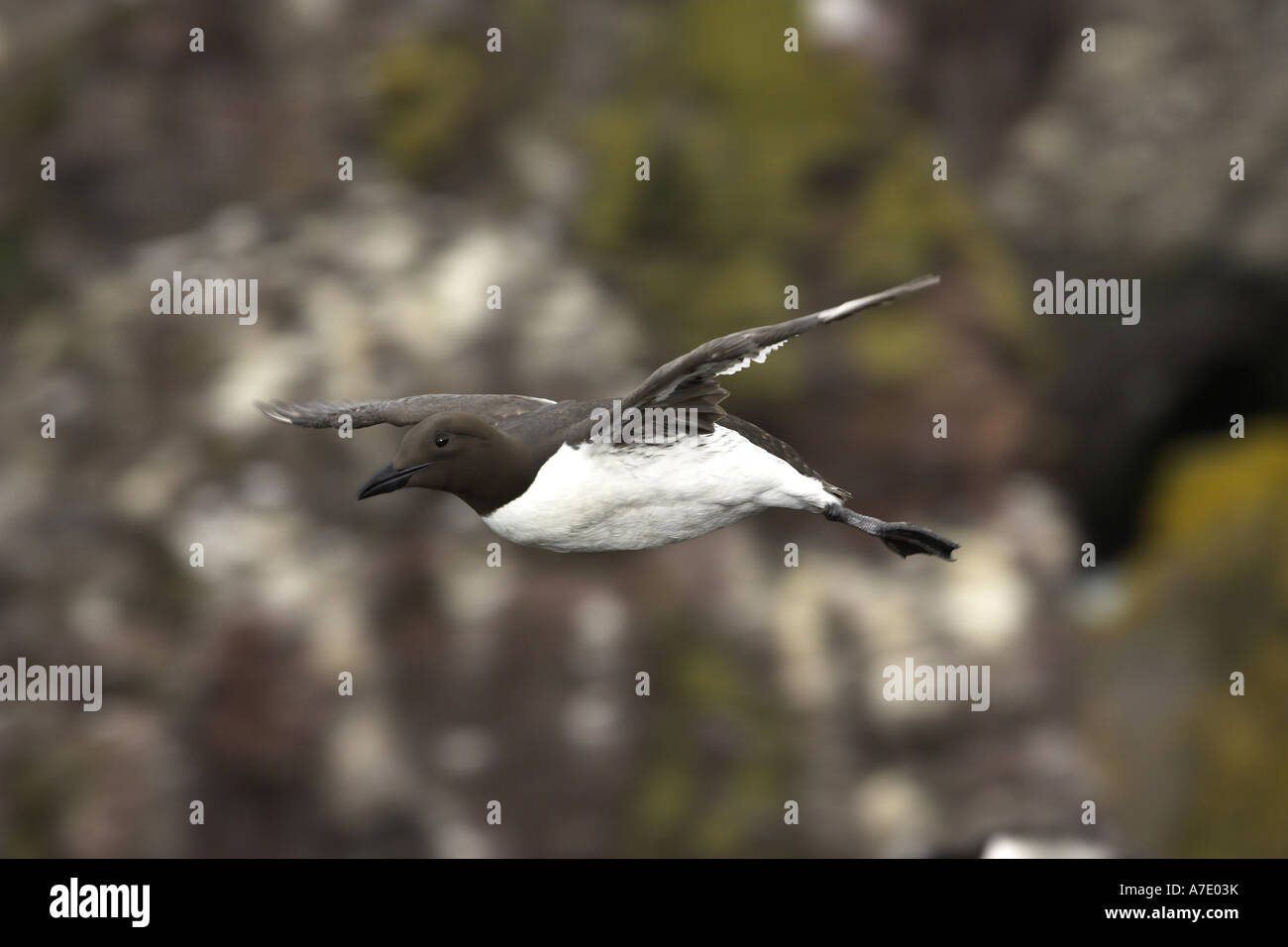 Comune di guillemot (Uria aalge), flying Foto Stock