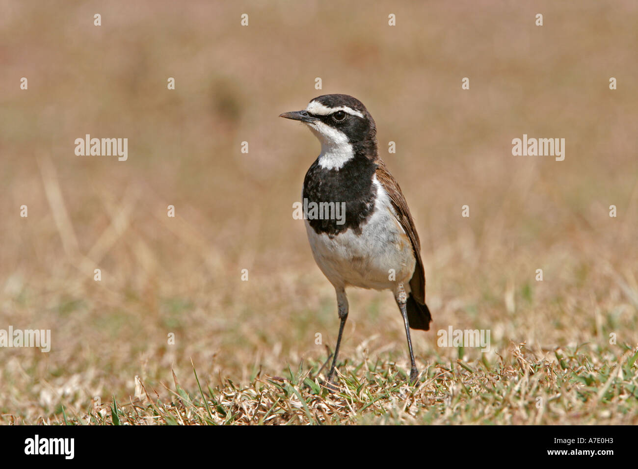 Tappate Culbianco Oenanthe pileata, adulti sul terreno, il Masai Mara Foto Stock