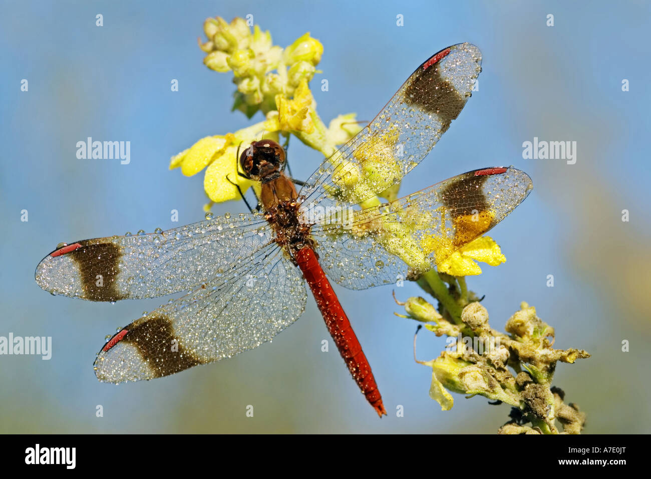 Nastrare (sympetrum pedemontanum Sympetrum), maschio, Germania Foto Stock