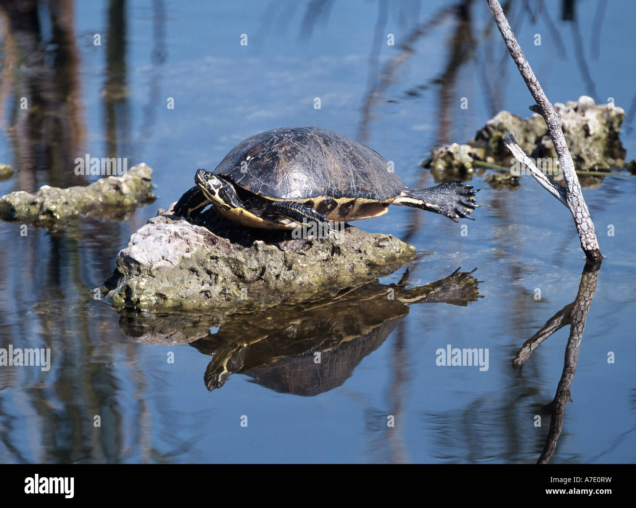 Dipinto di tartaruga, dipinto orientale tartaruga (Chrysemys picta), prendere il sole, STATI UNITI D'AMERICA, Florida Foto Stock