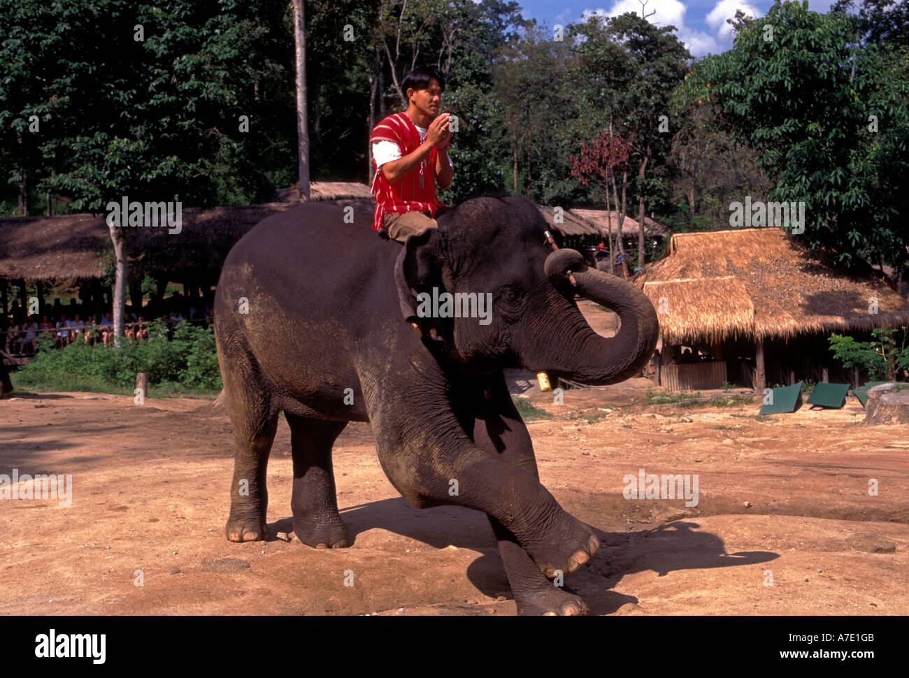 Uomo tailandese, mahout, equitazione elefante, il Campo degli Elefanti di Mae Sa, Chiang Mai e Chiang Mai Provincia, Thailandia, Sud-est asiatico, in Asia Foto Stock