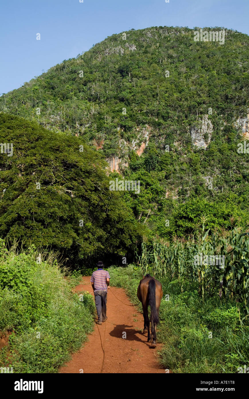 Coltivatore a piedi con il suo cavallo su una strada che va nel mogotes, Vinales Valley, Cuba. Foto Stock