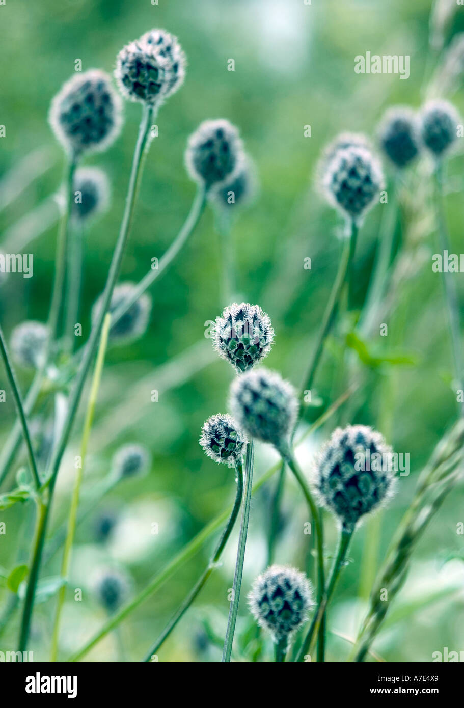 Inquadratura naturale di blu grigio Thistle capi - varietà non identificato Foto Stock