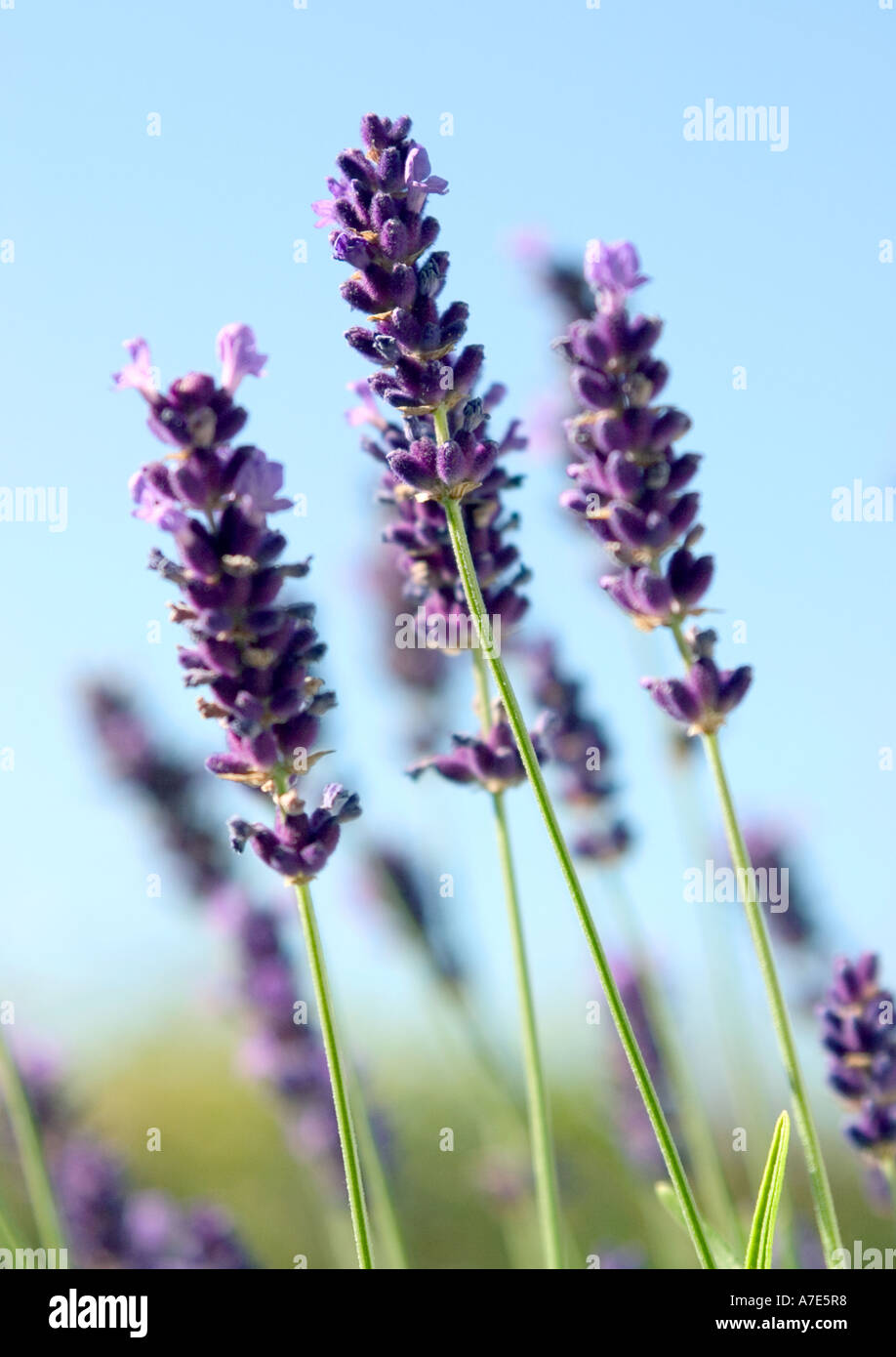 " Lavanda Lavandula' Fioritura in estate. Foto Stock