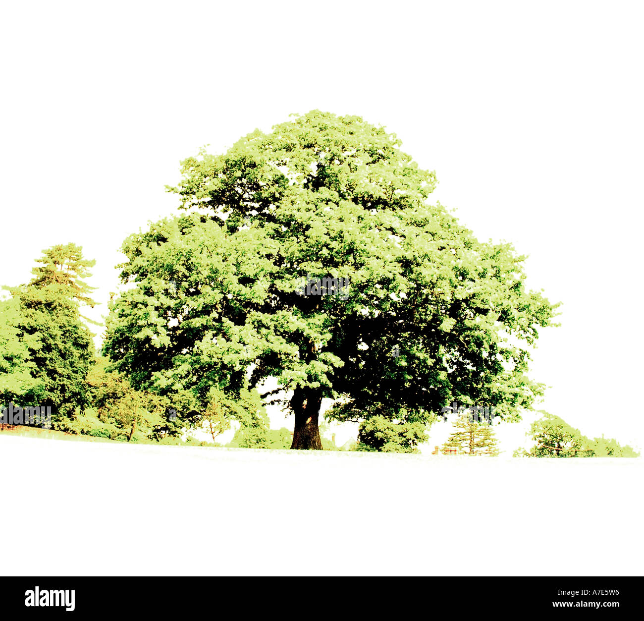Albero di quercia " Quercus robur' contro uno sfondo bianco Foto Stock