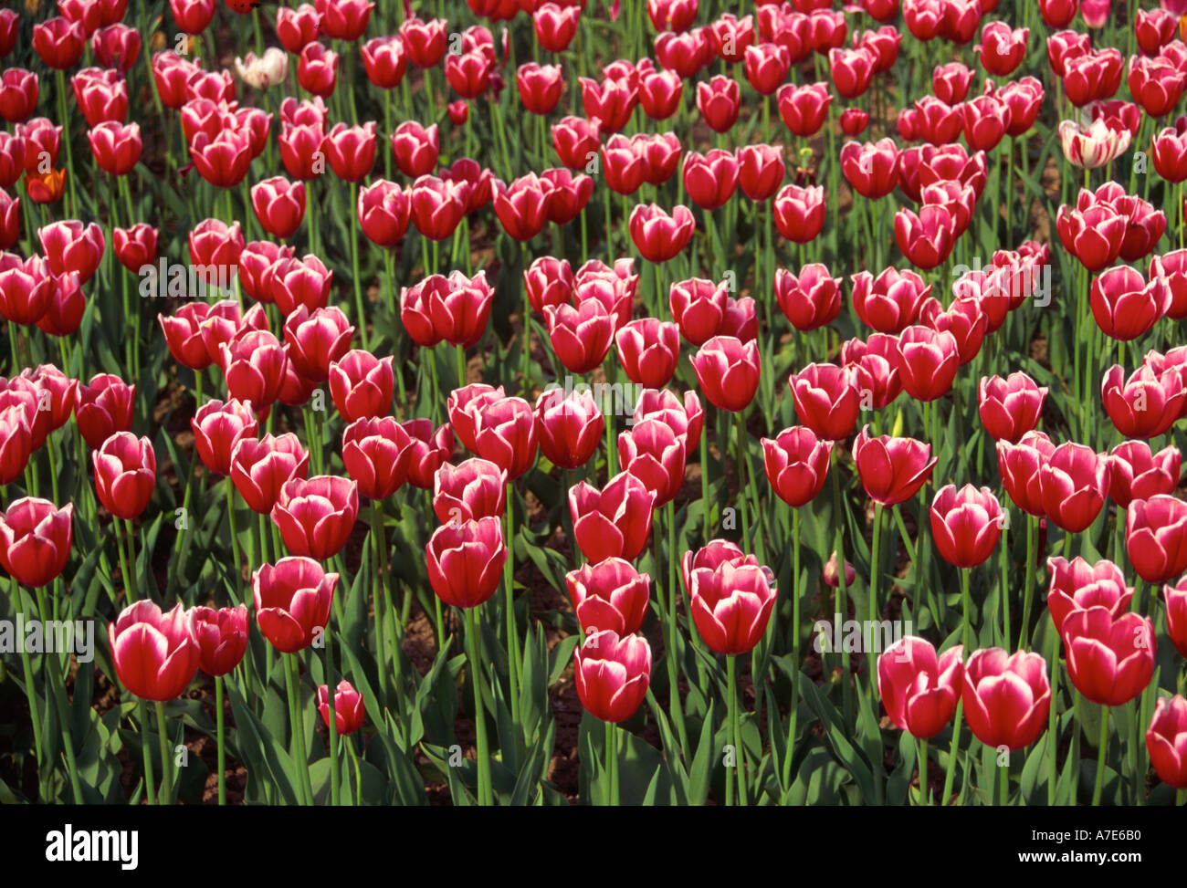 Campo di tulipani vicino a Spalding le paludi Lincolnshire England Regno Unito Foto Stock