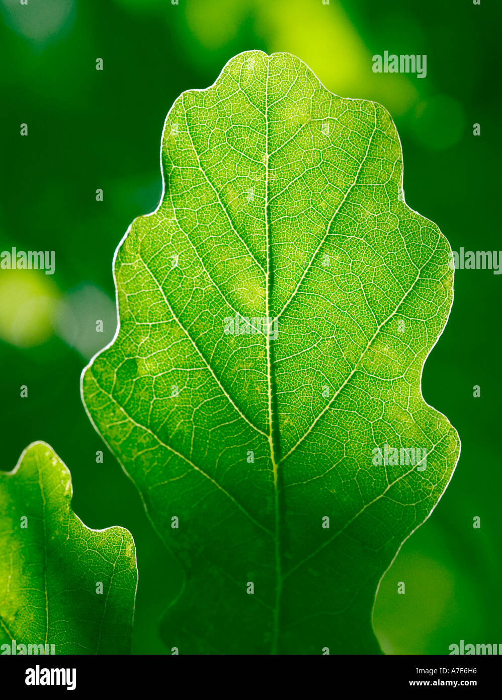 Colpo retroilluminato di un giovane albero di quercia foglie " Quercus robur' in primavera Foto Stock