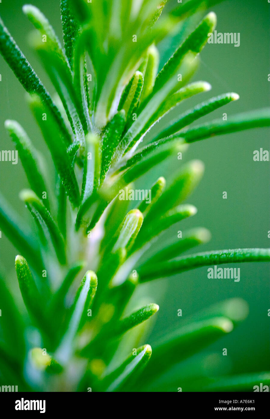 Immagine ravvicinata di foglie di rosmarino 'Rosmarinus officinalis' Foto Stock