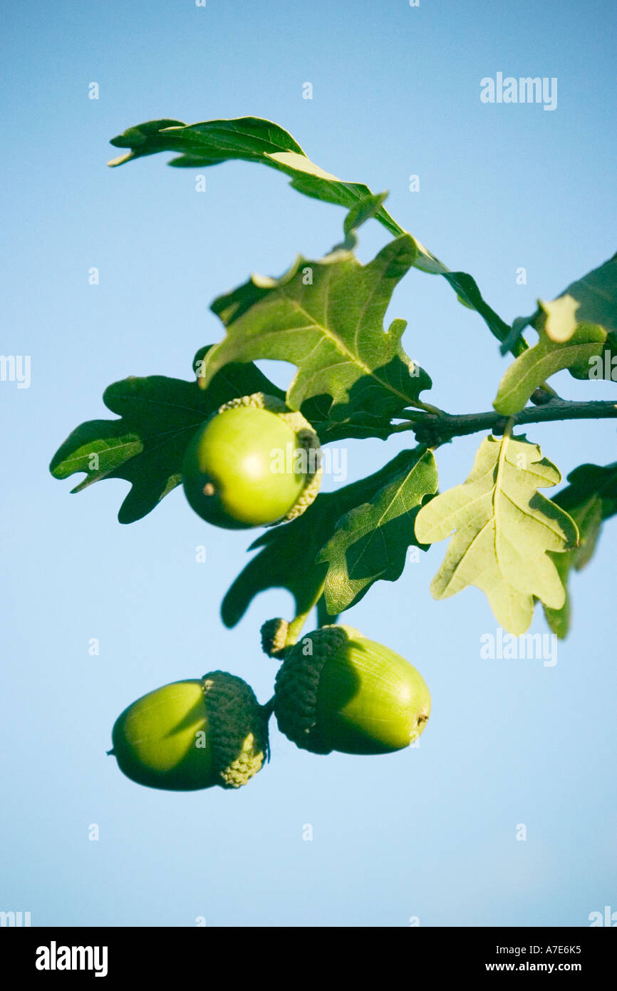 Acons e quercia lascia sparato contro un cielo blu chiaro nella tarda estate Foto Stock