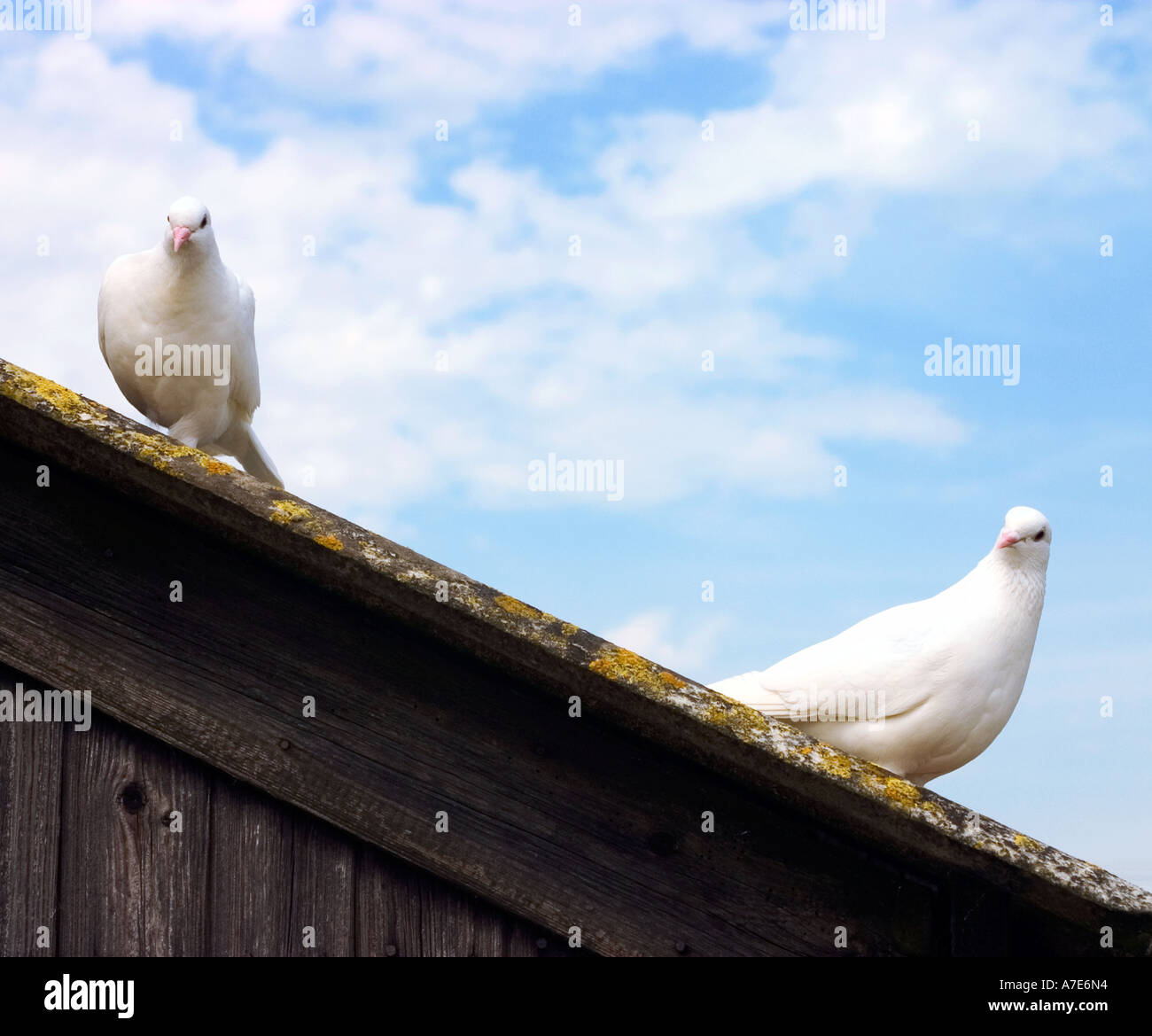 Due colombe bianche seduti sul tetto di una colomba cote Foto Stock