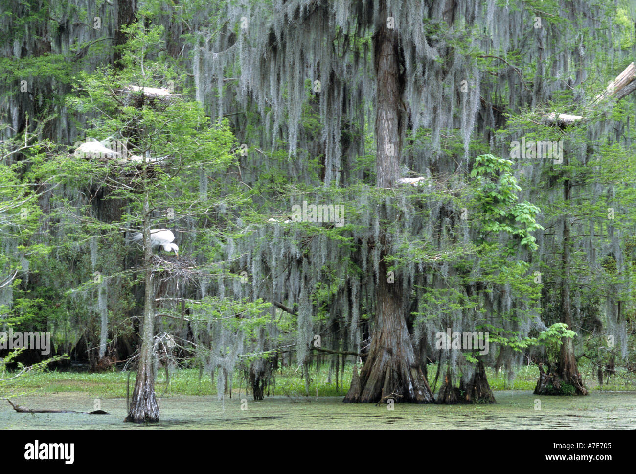 Grande garzette sedersi sul nido in un cipresso in un Lafitte, La, rookery. Foto Stock