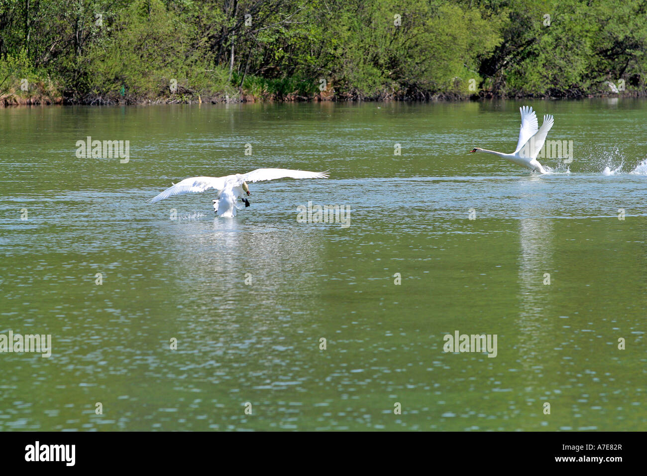 Cigni bianchi combattendo il loro territorio sul fiume Isar Bad Toelz Baviera Germania Europa Foto Stock