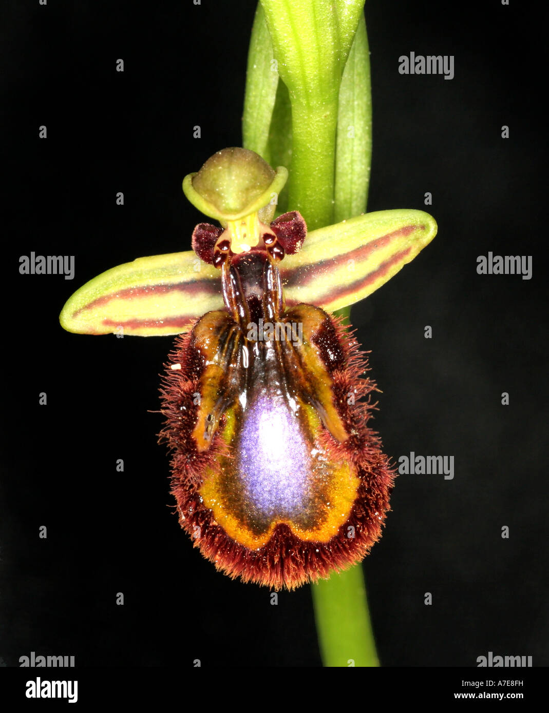 Specchio Bee Orchid Ophrys Speculum ciliata Algarve Portogallo Europa Foto Stock
