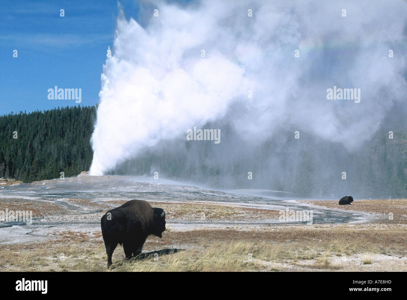 Bison bison, Yellowstone Foto Stock