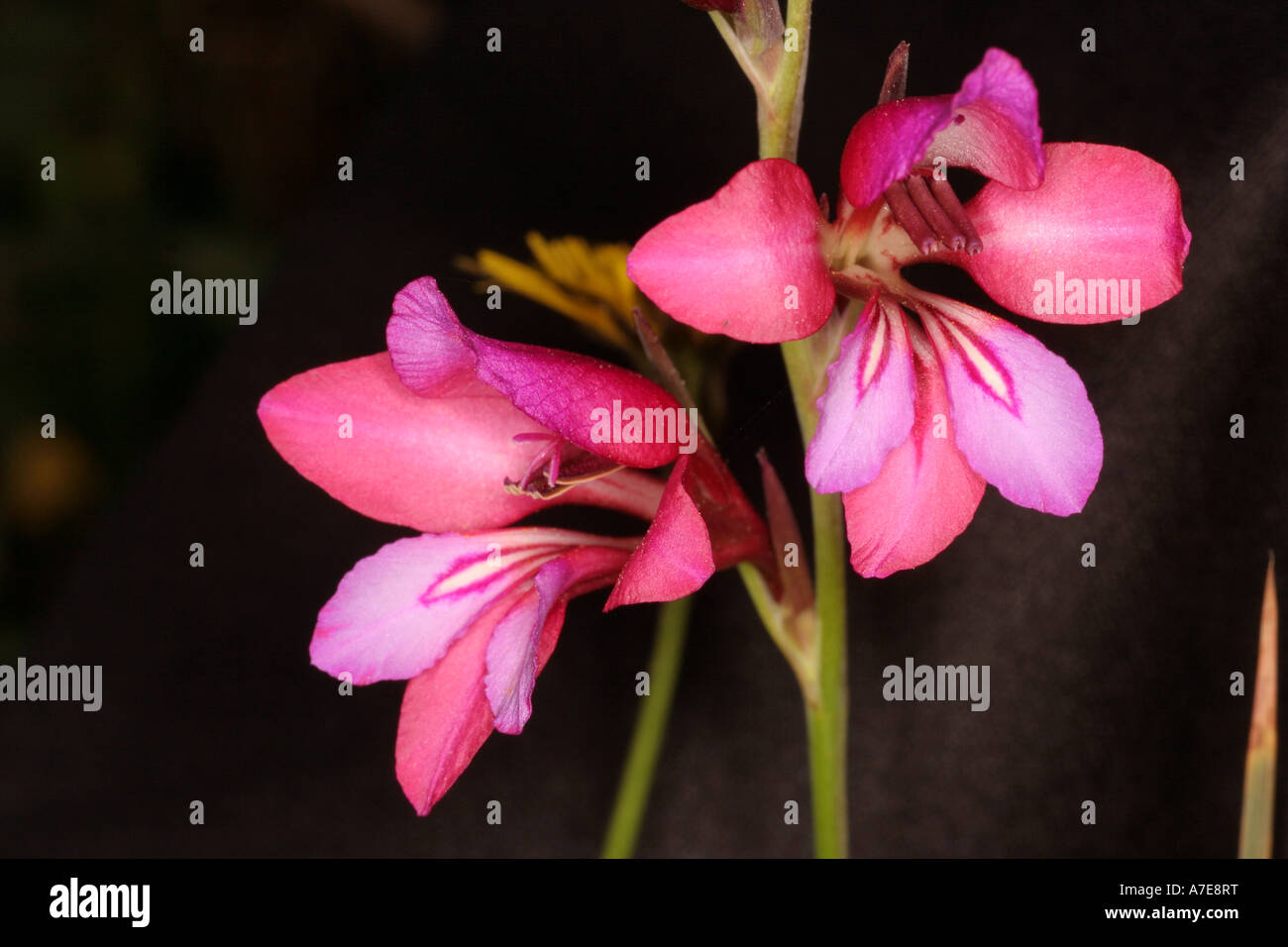 Gladiolus illyricus Algarve Portogallo Europa Foto Stock