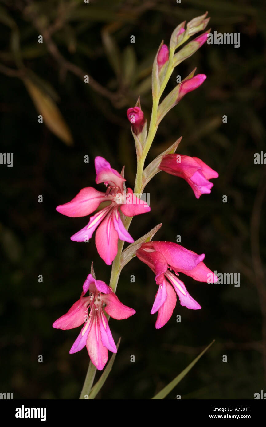 Gladiolus illyricus Algarve Portogallo Europa Foto Stock