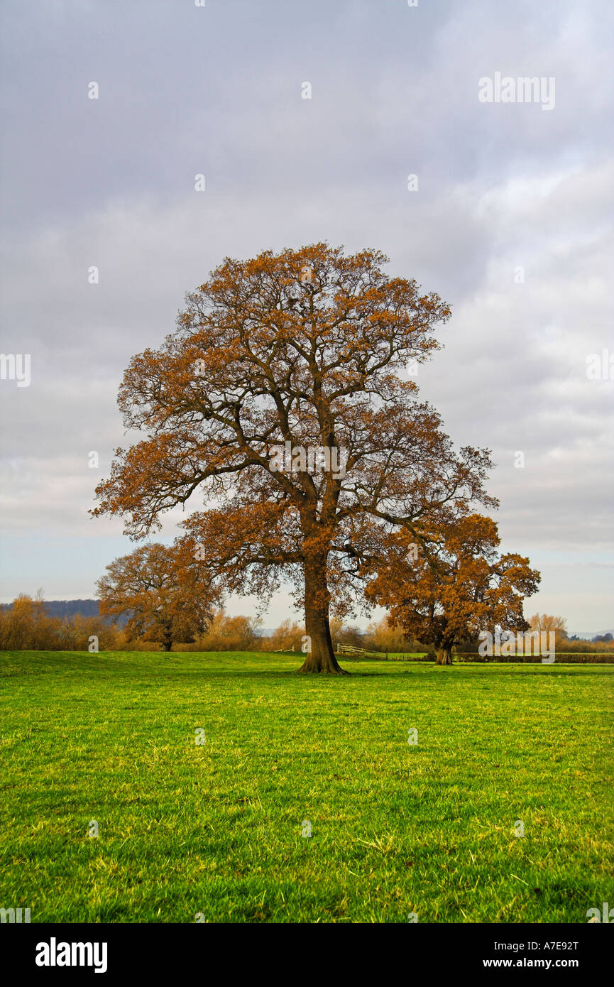 Un enorme coppia quercia a fogliame di autunno Foto Stock