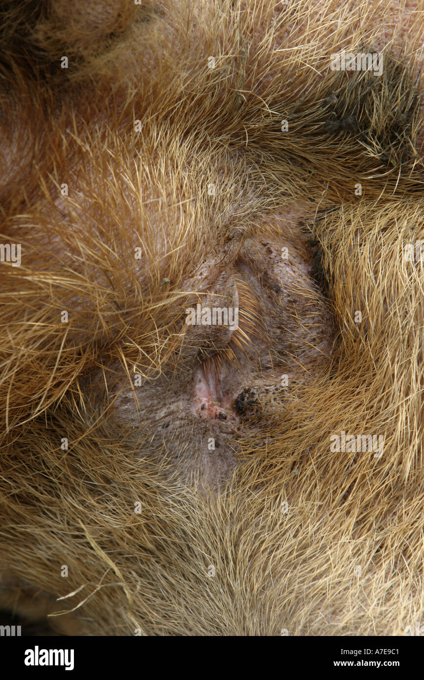 Close up di un sonno suini Eye Foto Stock