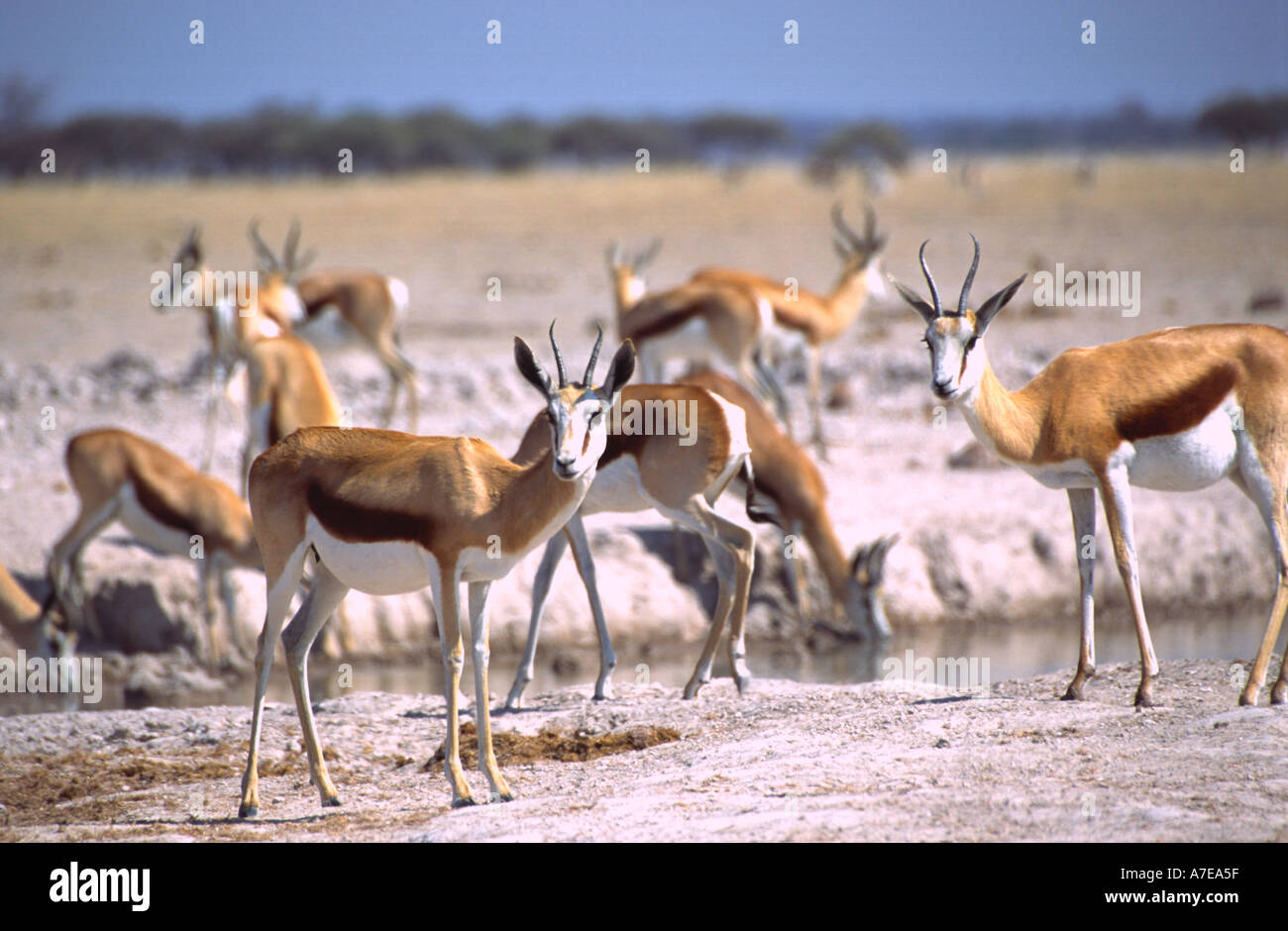 Springbok Nxai Pan National Park Botswana Foto Stock