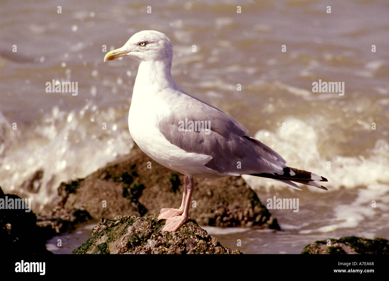 Aringa gabbiano (Larus argentatus) sulla spiaggia di Westende, Belgio. Foto Stock