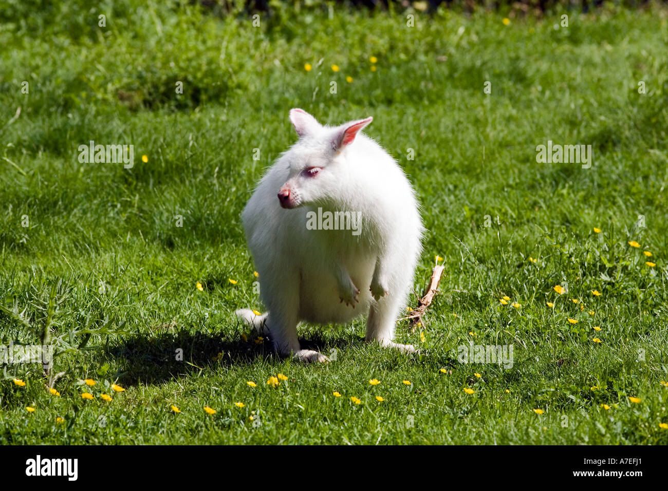 White il Bennett's wallaby (Macropus rufogriseus) Foto Stock