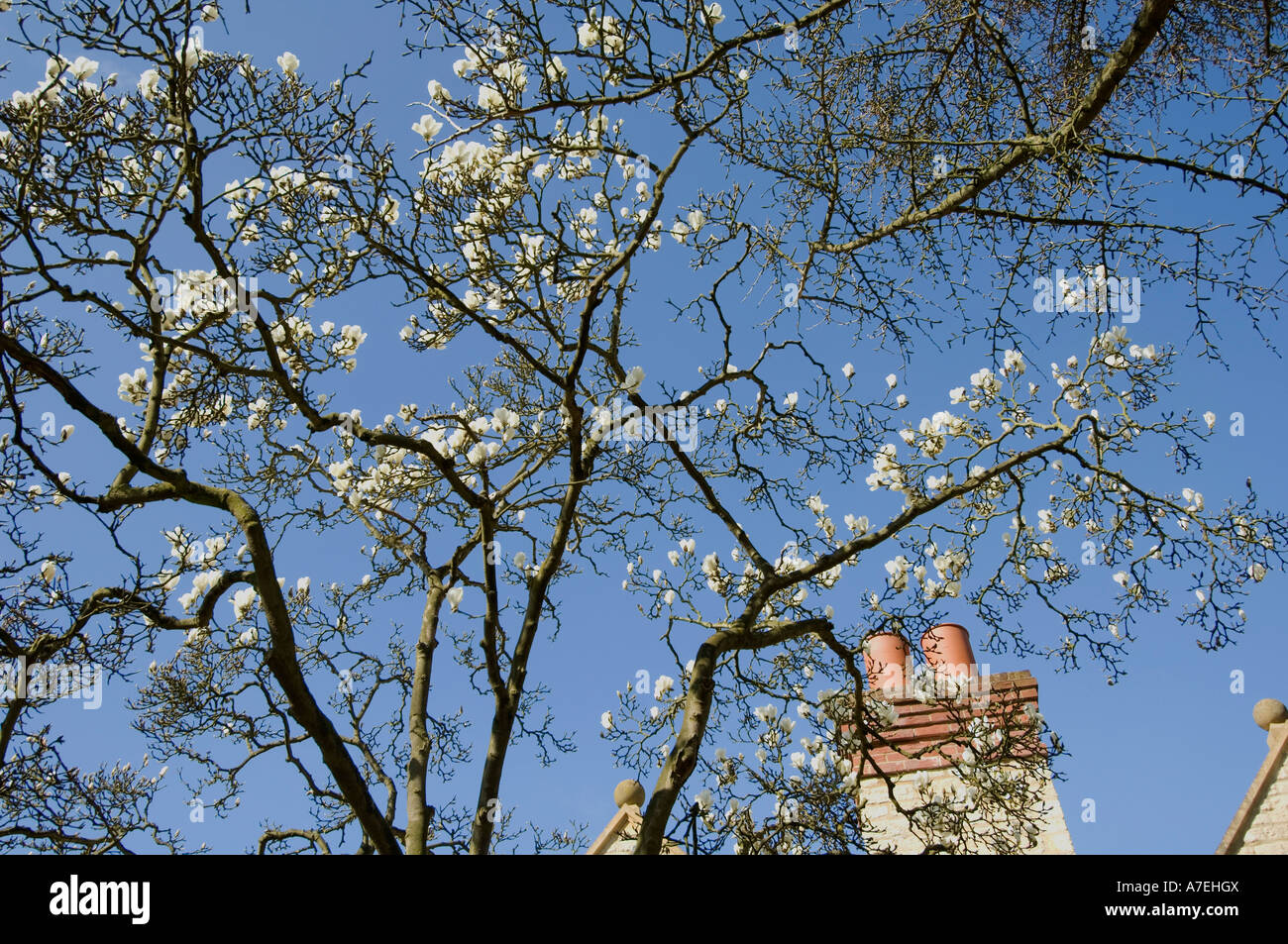 Fiore di primavera ai primi di aprile Foto Stock