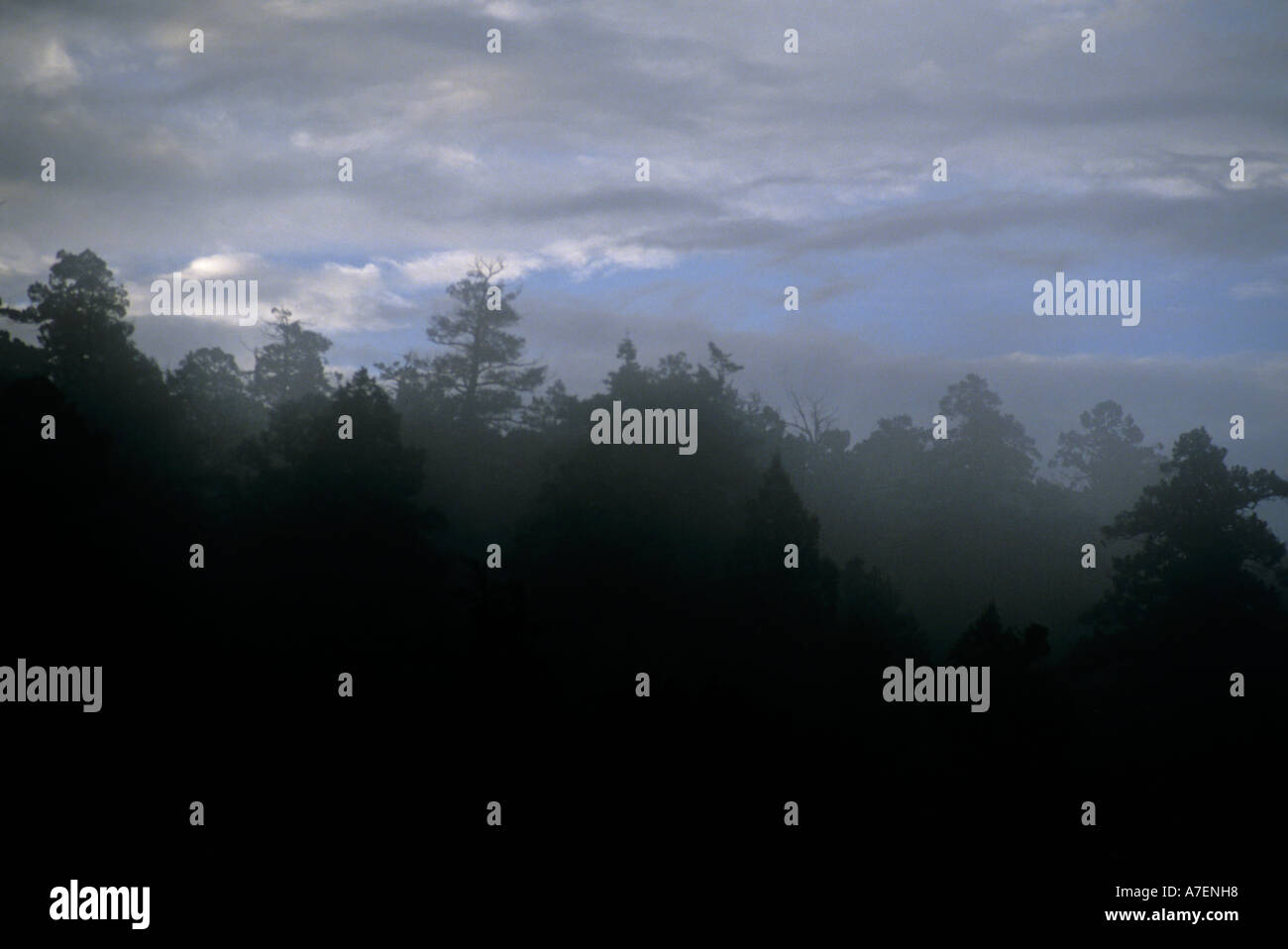 Skyline di alberi forestali in early morning mist New Mexico settentrionale USA Foto Stock