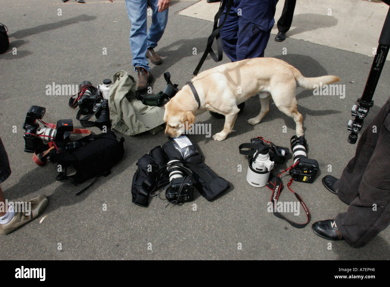 Polizia cane Sniffer controlli ingranaggio fotografico per residui di esplosivo in una base navale Foto Stock