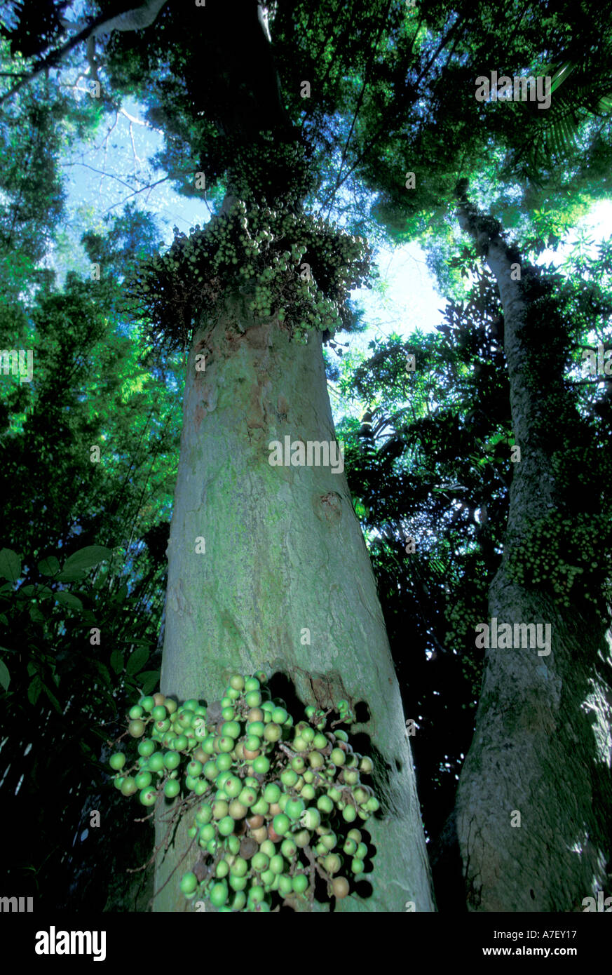 America centrale, Panama, Barro Colorado Island. Enorme tronco di albero Foto Stock
