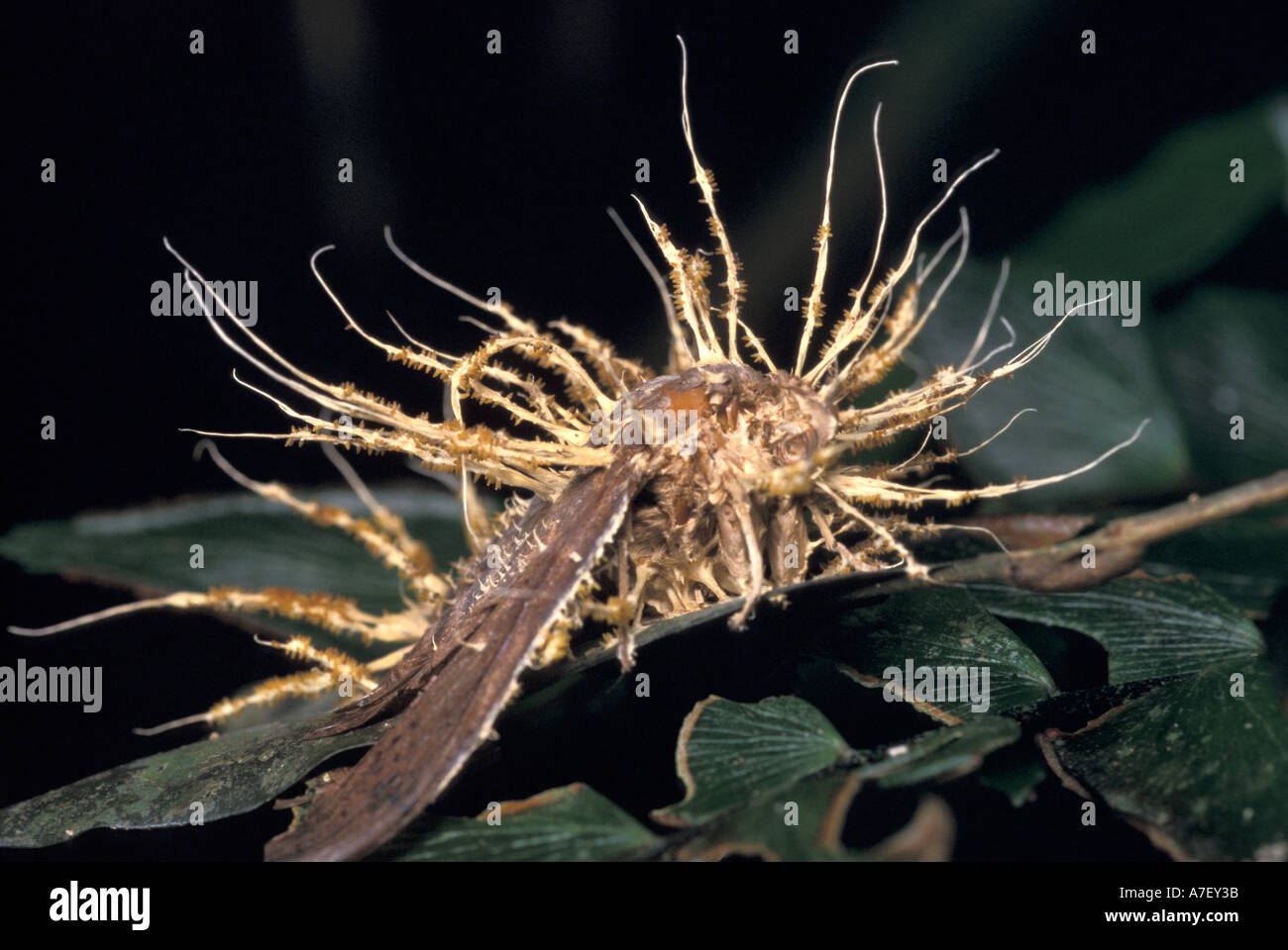 CA, Panama, Barro Colorado Island, la tignola ucciso da fungo che oggi cresce di corpi fruttiferi Foto Stock