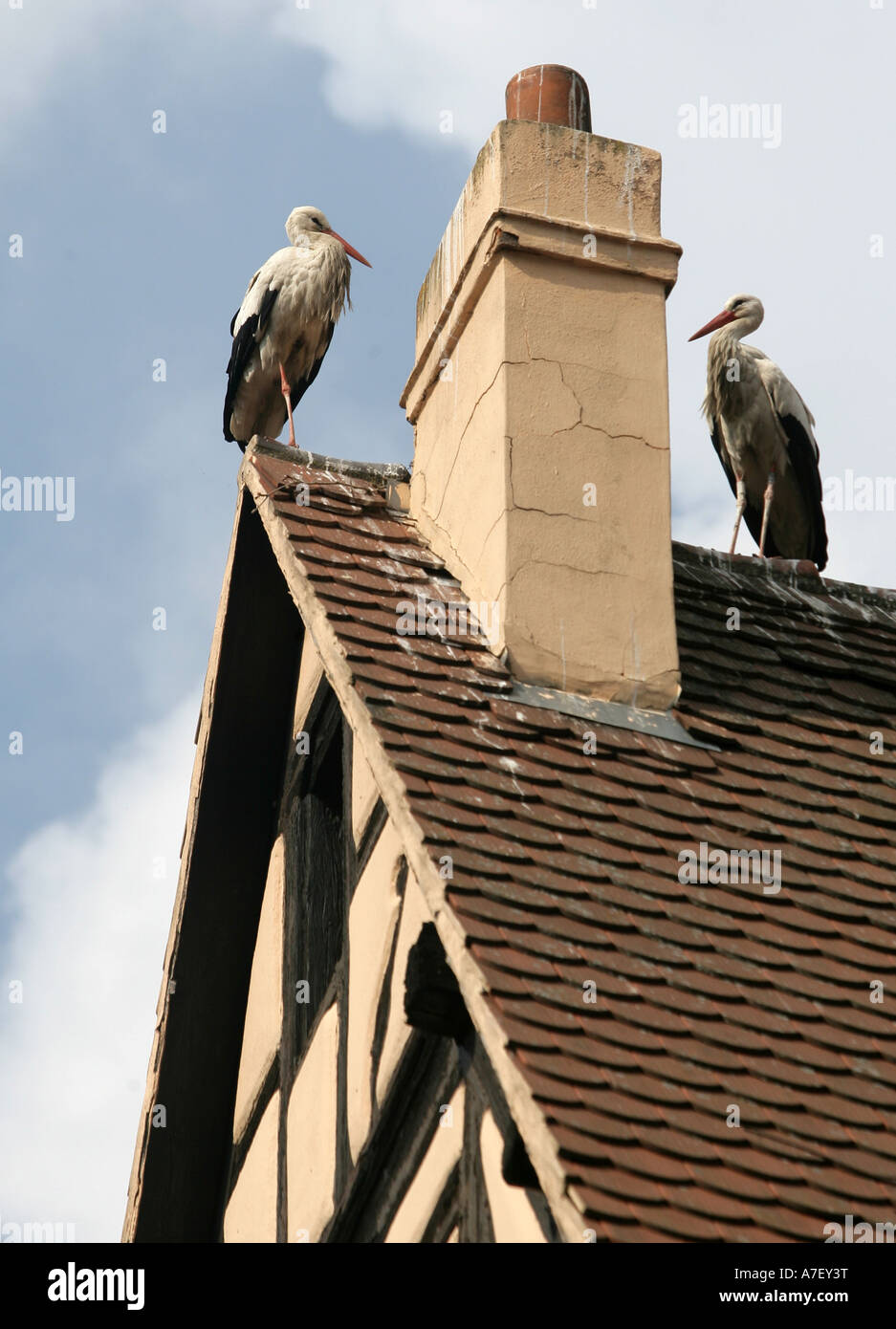 Cicogne Ciconia ciconia sul tetto di una casa a Kaisersberg, Alsazia, Francia Foto Stock