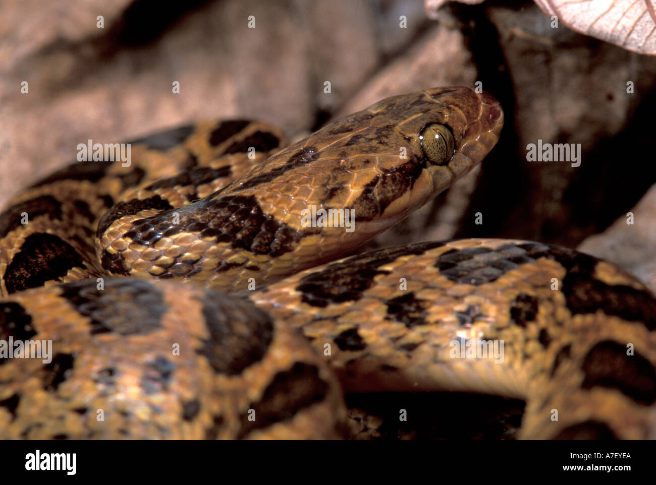 CA, Panama, Barro Colorado Island, cat-eyed snake tongue flick, Cat-Eyed Snake (Leptodeira annulata) Foto Stock