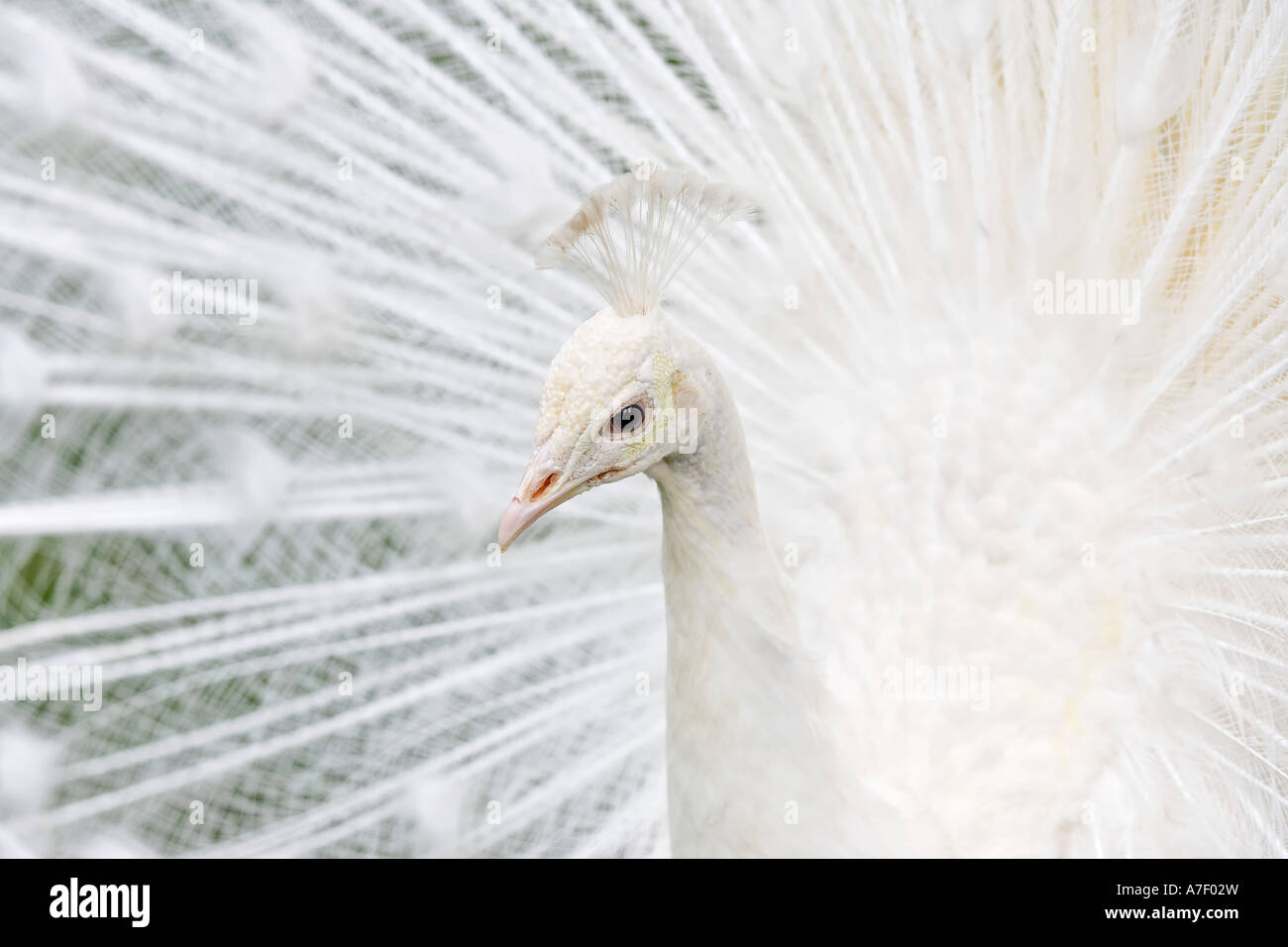 Il pavone bianco o peafowl è una mutazione recessiva del peafowl blu ma non albino (pavo cristatus) giardino botanico, Funch Foto Stock