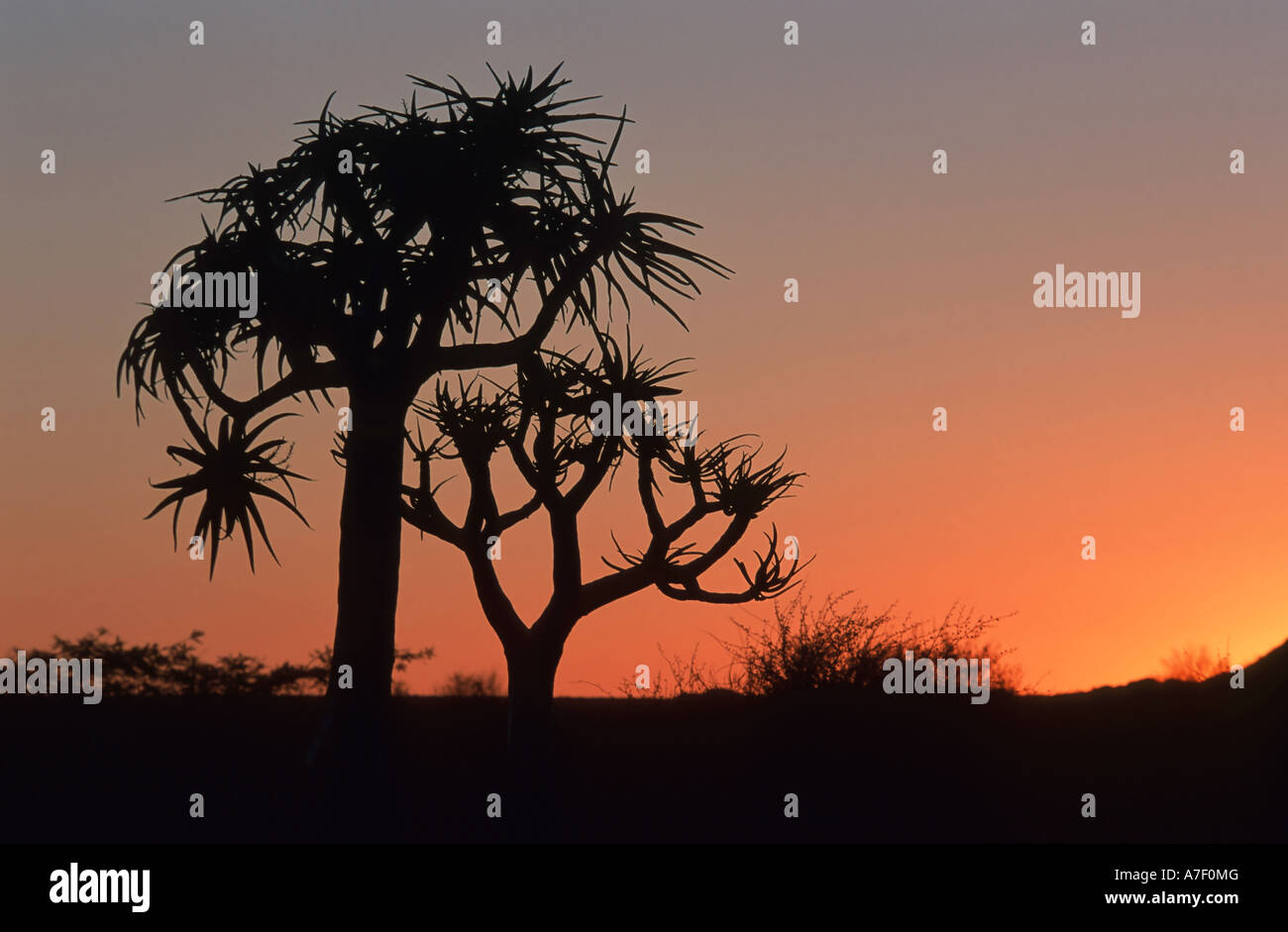 Faretra tree (Aloe dichotoma) in post-incandescenza, Namibia, Africa Foto Stock