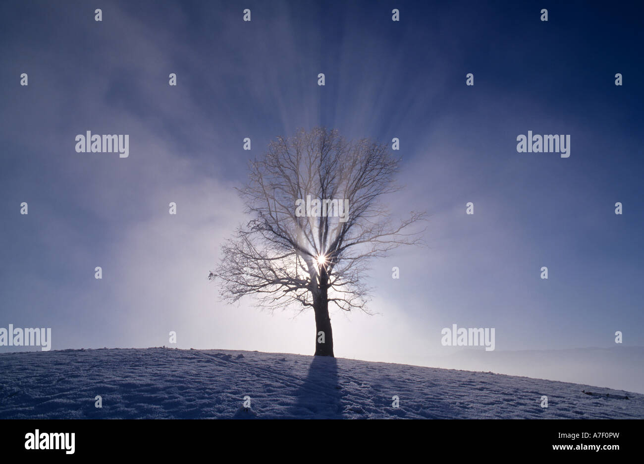 Inverno albero nella nebbia con raggi di sole Foto Stock