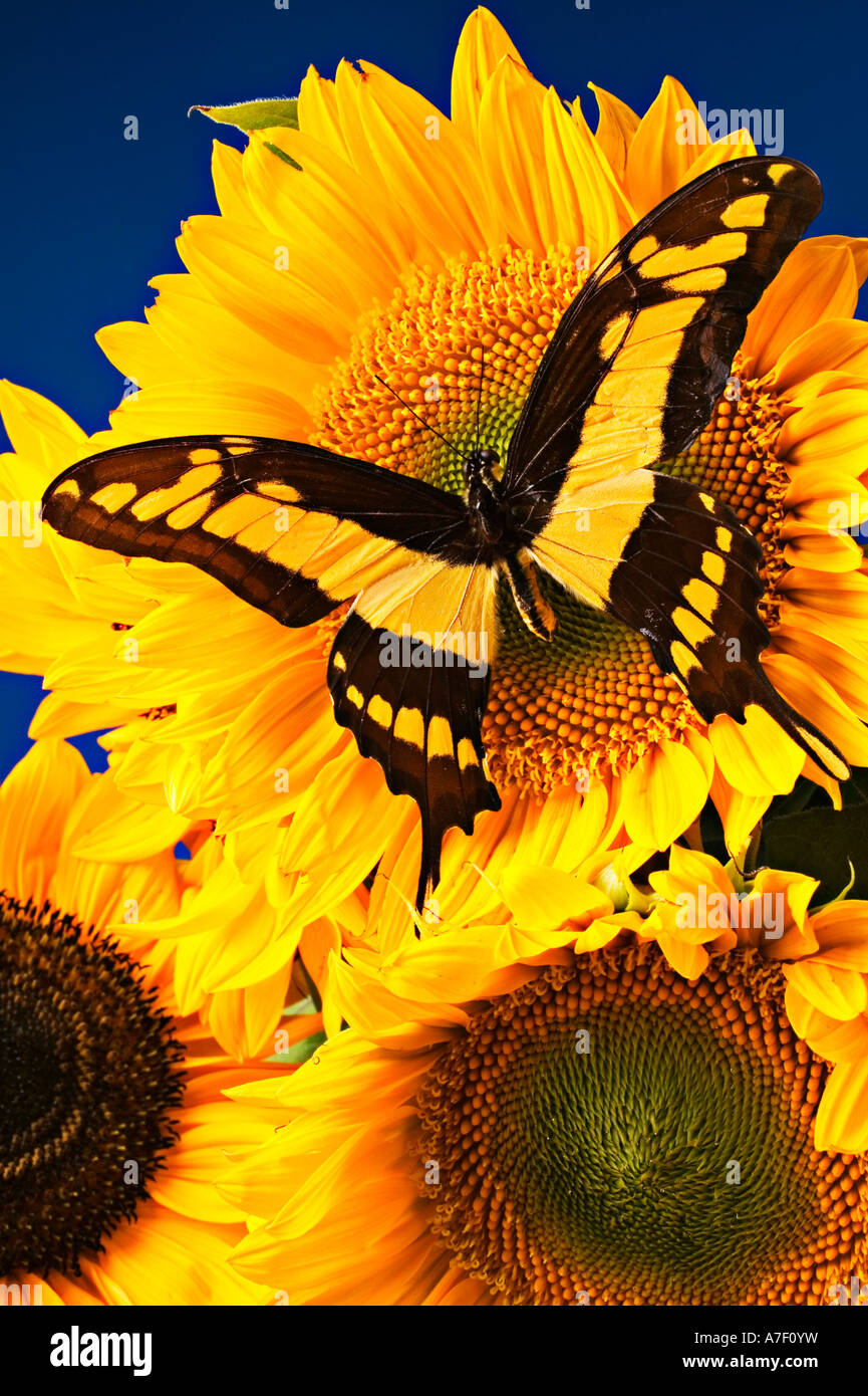 Coperta Morbida In Flanella Girasole E Farfalla – Leggera E Accogliente (152 X 127 Cm)