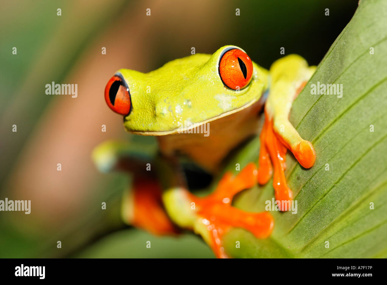 Vistosi Rana foglia, red-eyed Treefrog (Agalychnis callidryas), Costa Rica Foto Stock