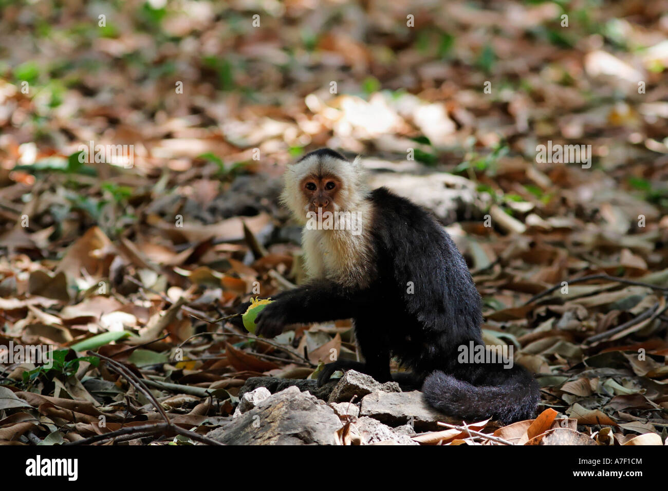 Bianco-guidato cappuccino (Cebus capucinus), Palo Verde, Costa Rica Foto Stock