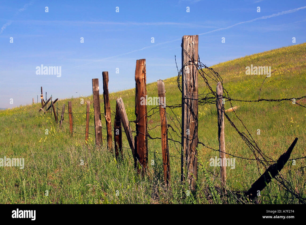 Il vecchio recinto di filo spinato e wild snap dragon fiori sulla collina di acquedotto conservazione di servitù Missoula Montana Foto Stock