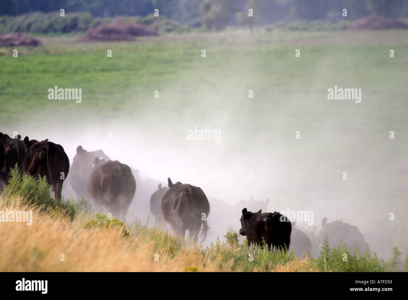 Unità di bestiame nei pressi di Daniel Wyoming Foto Stock